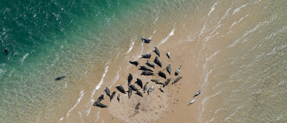 Îles de la Madeleine - Photo Credit: Michel Bonato/Tourisme Îles de la Madeleine Best Places to See Wildlife in the Îles de la Madeleine