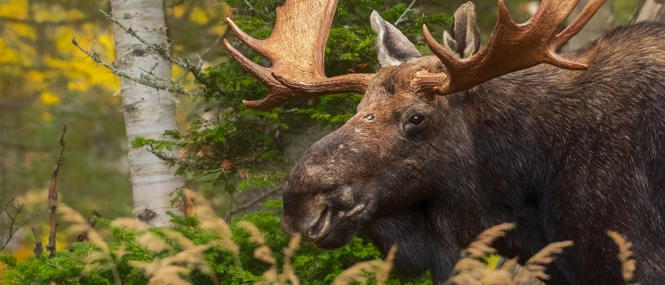 Parc national de la Gaspésie - Crédit photo : Éric Deschamps Meilleurs endroits où observer la faune au Bas-Saint-Laurent et en Gaspésie