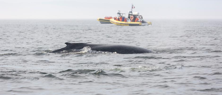 How to Whale Watch Responsibly in Eastern Québec
