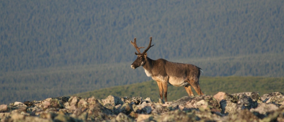 Caribou in Parc national de la Gaspésie - Photo Credit: Claude Isabel Observing Moose, Caribou and Deer in the Forests of Eastern Québec