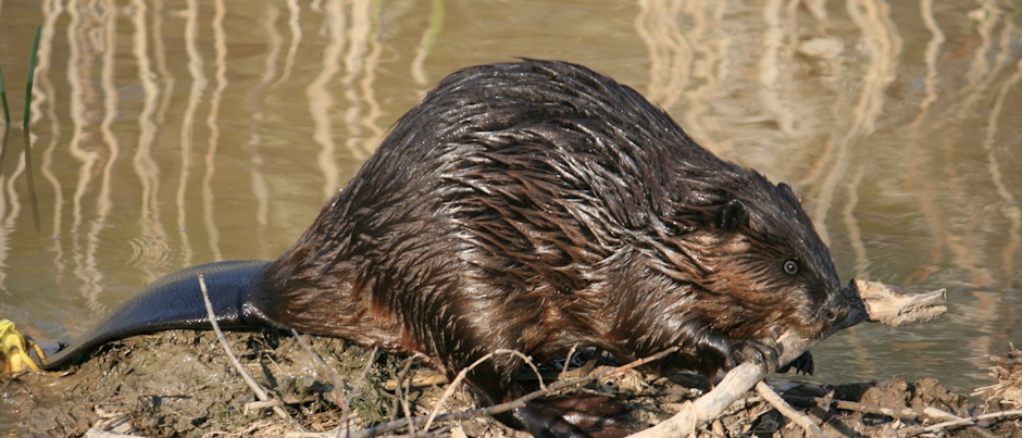 Observe Beavers at Forillon National Park