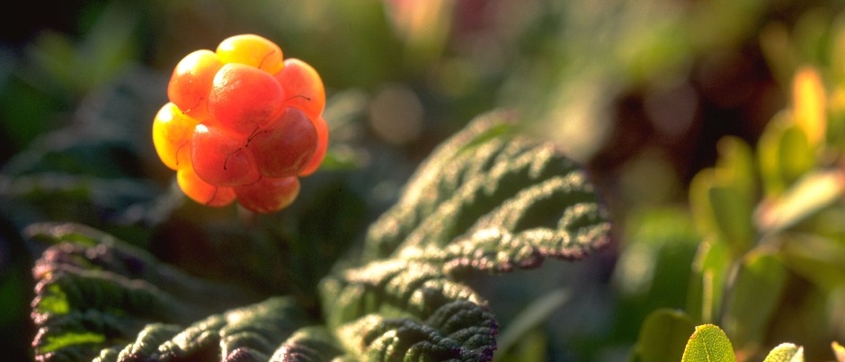 A cloudberry - Photo Credit: Le Québec maritime Regional Flavours: Cloudberries