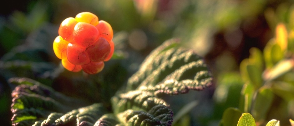 Regional Flavours: Cloudberries