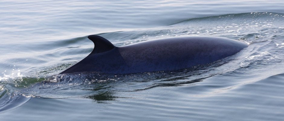 Garantie baleine exclusive - Crédit photo : Le Québec maritime Garantie baleine exclusive