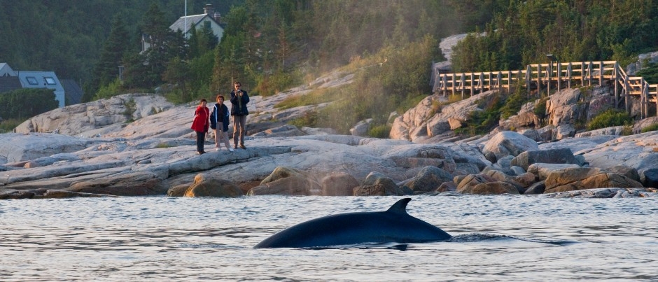 Où voir les baleines à partir du rivage dans l’est du Québec?
