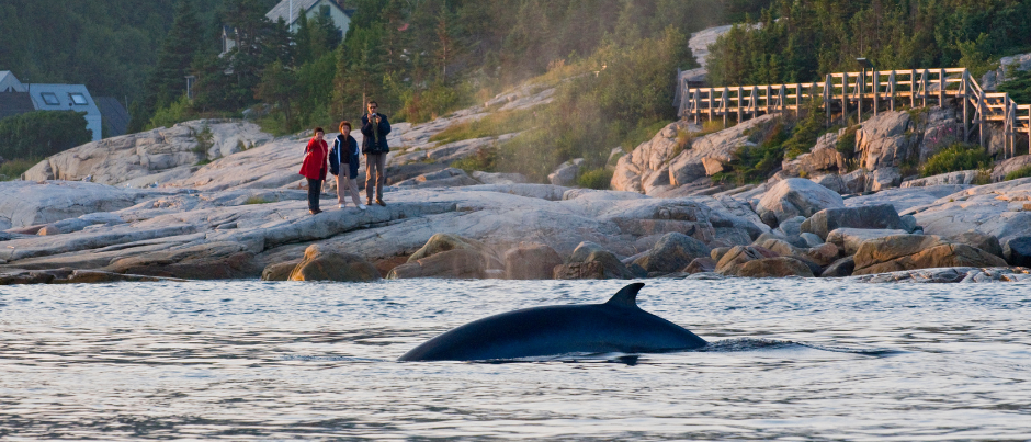 Le parc marin du Saguenay–Saint-Laurent