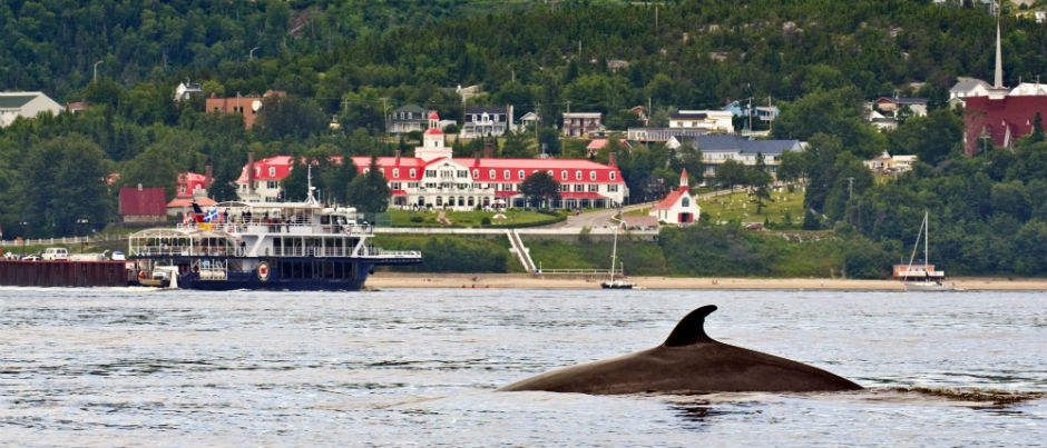 À la rencontre des baleines dans le Québec maritime