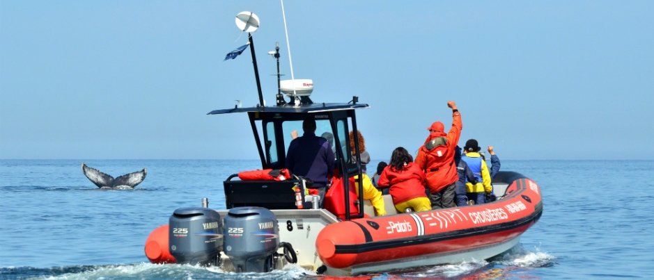 Voyage sur la Côte-Nord : Excursion aux baleines en Zodiac avec Croisières Essipit