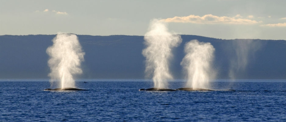 Why Is the St. Lawrence an Ideal Place to See Whales?