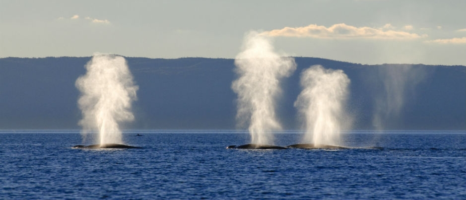 Que font les baleines dans le Saint-Laurent?