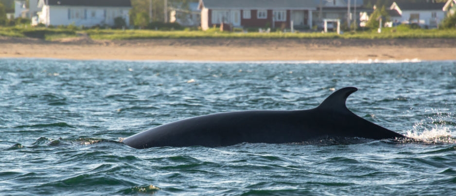 Comment observer les baleines de façon responsable?