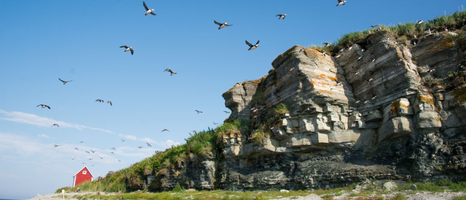 Seabirds: 4 Species to Watch in Eastern Québec