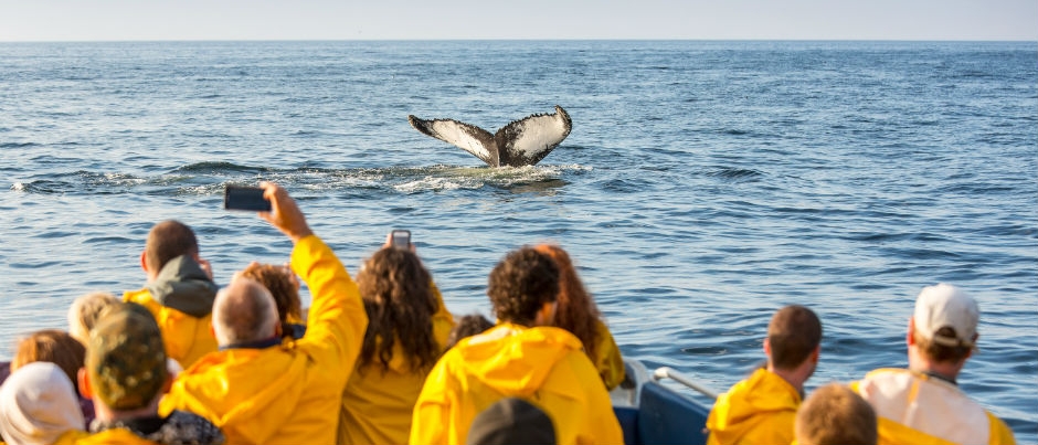 Many whale-watching activities are offered - Photo Credit: Mathieu Dupuis/Le Québec maritime Wildlife Observation: The Best Places to Add to Your Itinerary!