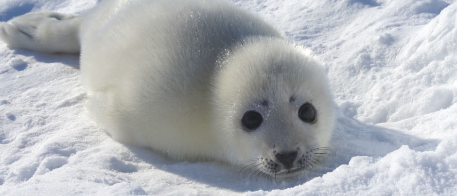 Les blanchons ne laissent pas indifférents - Crédit photo : Le Québec maritime Blanchons : Safari-photo aux Îles de la Madeleine