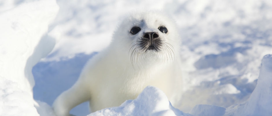 Seal Watching: The Story of an Extraordinary Adventure