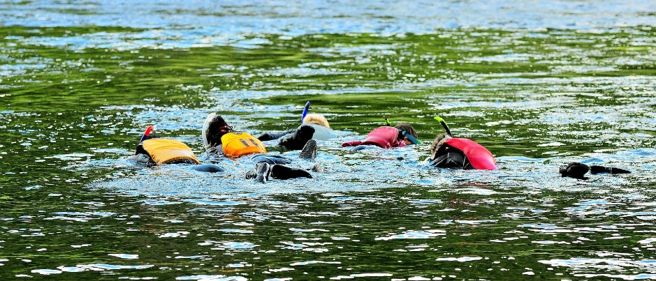 Snorkelling with salmon in Gaspésie - Photo Credit: Nature Aventure Snorkelling with Salmon: A Unique Vacation Experience!