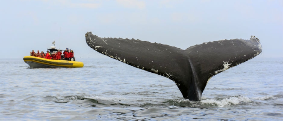 Côte-Nord : où voir les baleines