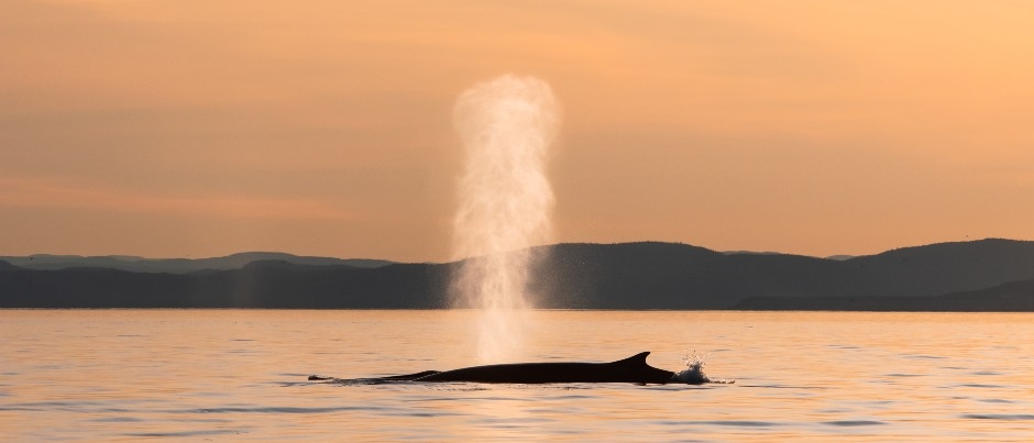 6 Activities for Wildlife Lovers in Eastern Québec - Photo Credit: Jocelyn Praud 6 Activities for Wildlife Lovers in Eastern Québec