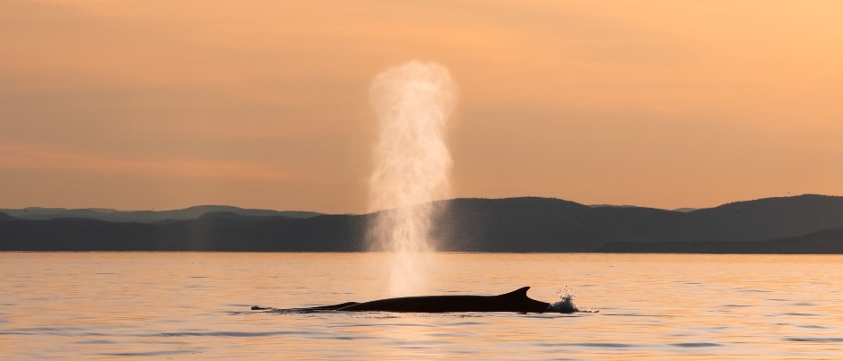 6 Activities for Wildlife Lovers in Eastern Québec