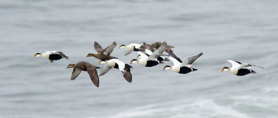 Ornithologie en Gaspésie : de belles observations à faire en automne