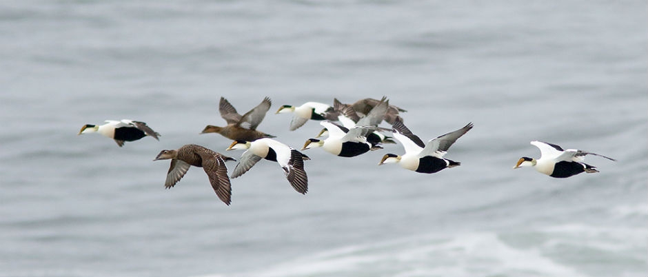 L'appeau canard pour l'observation des oiseaux