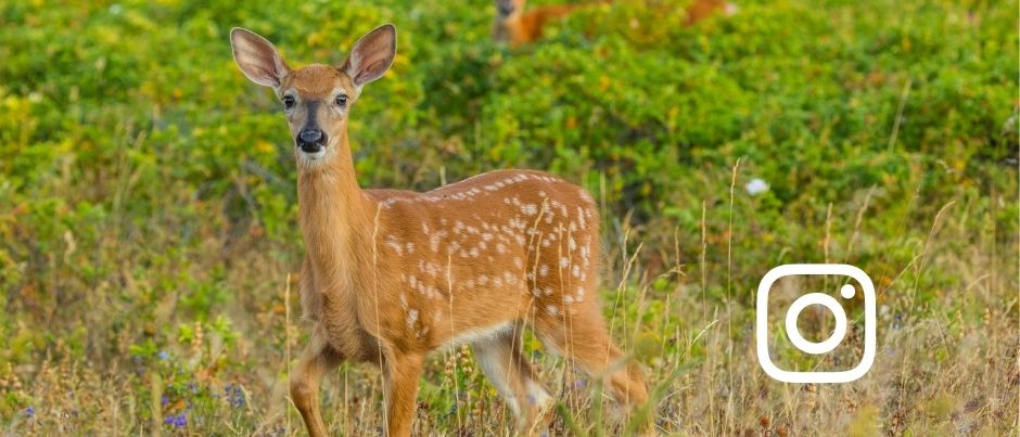 Top 3 : Vos photos de faune en vedette