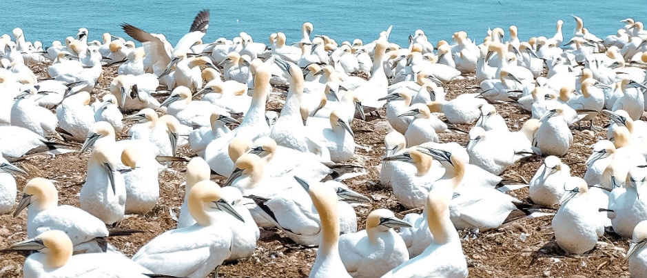 Bonaventure Island’s Northern Gannet Colony: A Breathtaking Site!