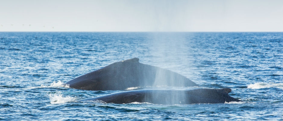 Observer les baleines du Saint-Laurent grâce aux trucs des équipes de recherche