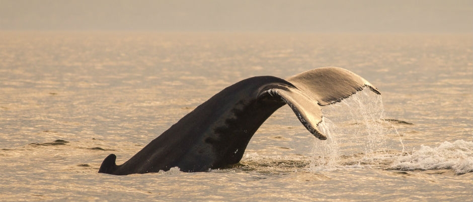 Where to See Whales in Gaspésie