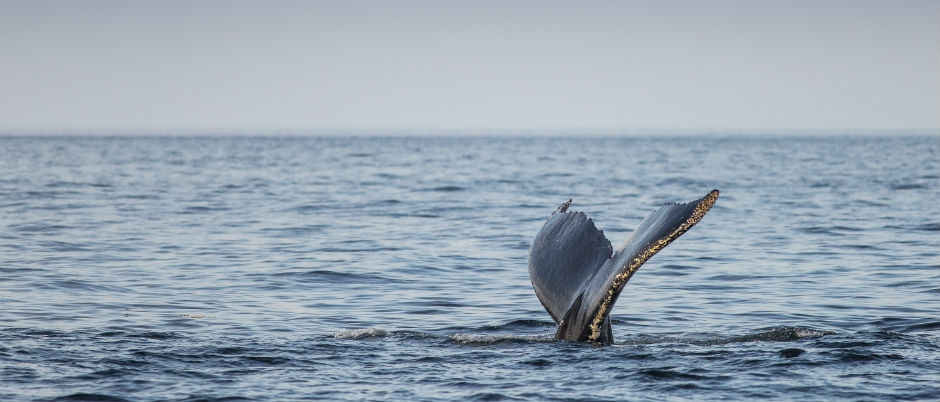 10 Things You May Not Know about Whales