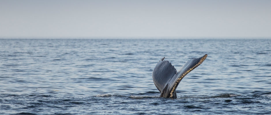 10 Things You May Not Know about Whales - Photo Credit: Mathieu Dupuis 10 Things You May Not Know about Whales