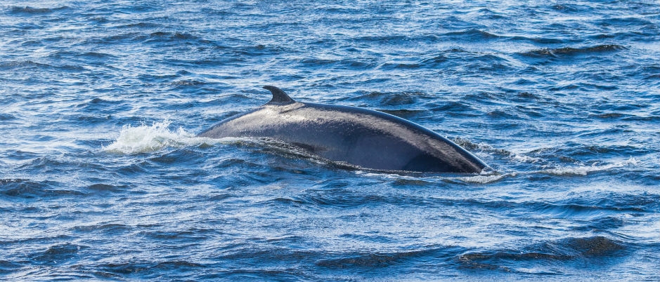 Where to See Whales in Bas-Saint-Laurent