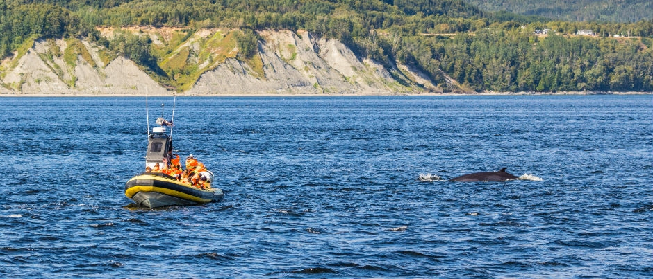 What to Expect When Whale Watching in Eastern Québec