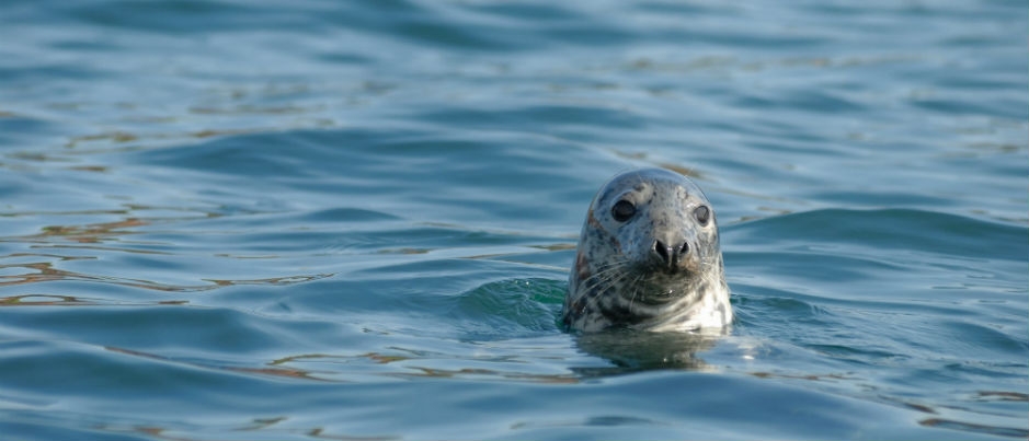 Seals of the St. Lawrence - Photo Credit: Michel Bonato/Tourisme Îles de la Madeleine Seals of the St. Lawrence