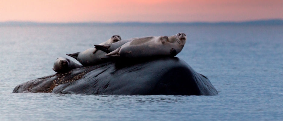 Seals - Photo Credit: Jean-Christophe Lemay Wildlife Watching: 7 Fun Outing Ideas!