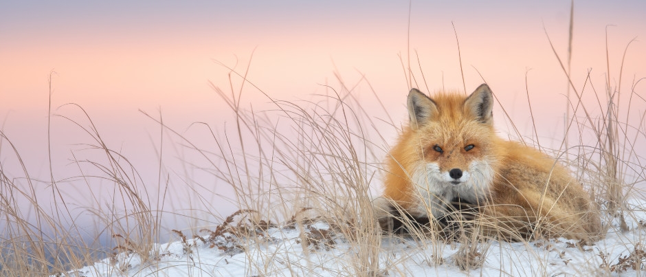 Quels animaux peut-on observer en hiver dans l’est du Québec?
