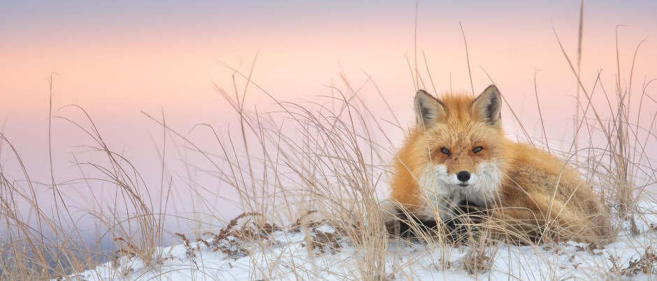 Red fox, Îles de la Madeleine - Photo Credit: Éric Deschamps What Animals Can You Observe in Eastern Québec in the Winter?