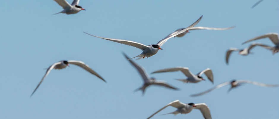 4 circuits de rêve pour les amateurs d’ornithologie - Crédit photo : Mathieu Dupuis 4 circuits de rêve pour les amateurs d’ornithologie
