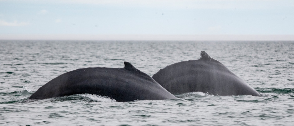L’automne, une saison de choix pour l’observation des baleines! - Crédit photo : Sébastien St-Jean/Tourisme Côte-Nord L’automne, une saison de choix pour l’observation des baleines!