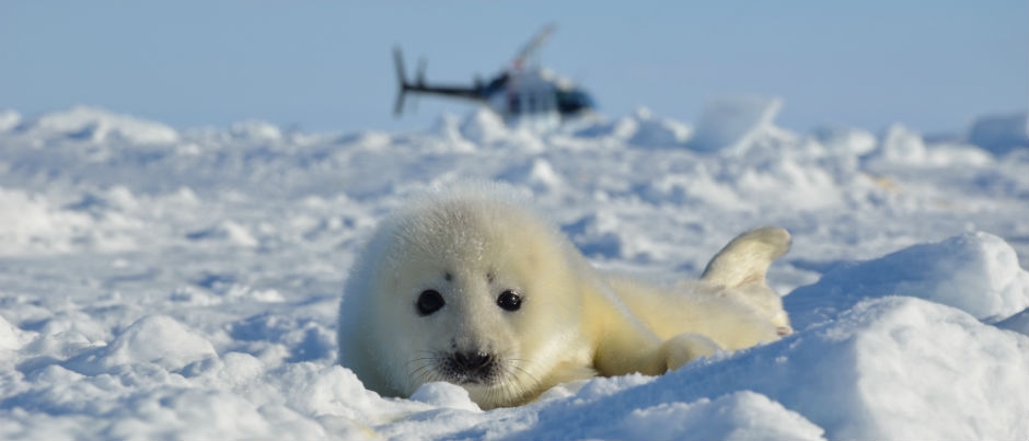 What You Need to Know about Whitecoats (Seal Pups)