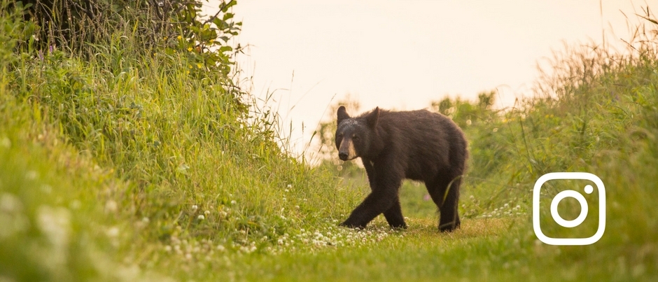 Un ours au parc national Forillon - Crédit photo : Mathieu Dupuis/Le Québec maritime Top 3 : La faune sur Instagram