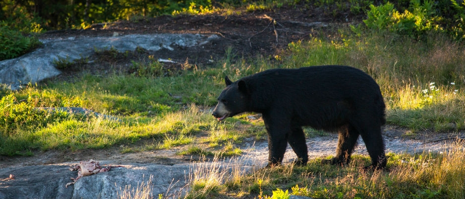 Watch these animals in their natural habitat - Photo Credit: Mathieu Dupuis Observing Black Bears in Eastern Québec