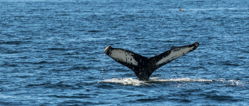 Whale and Wildlife Observation: 5 Experiences Not to Miss!