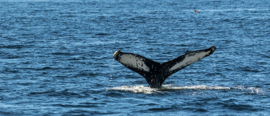 Observation des baleines et de la faune : 5 expériences à vivre - Crédit photo : Mathieu Dupuis Observation des baleines et de la faune : 5 expériences à vivre