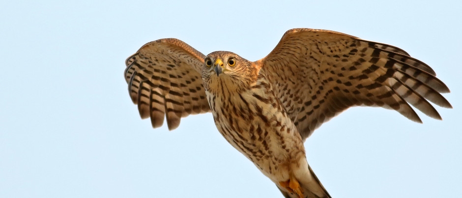 Sharp-shinned Hawk - Photo Credit: Olivier Barden Bird Watching in Côte-Nord: Opportunities for Fall Sightings