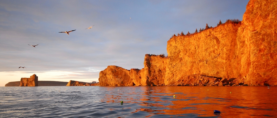 Bird Watching in Gaspésie - Photo Credit: Marc Loiselle Bird Watching in Gaspésie