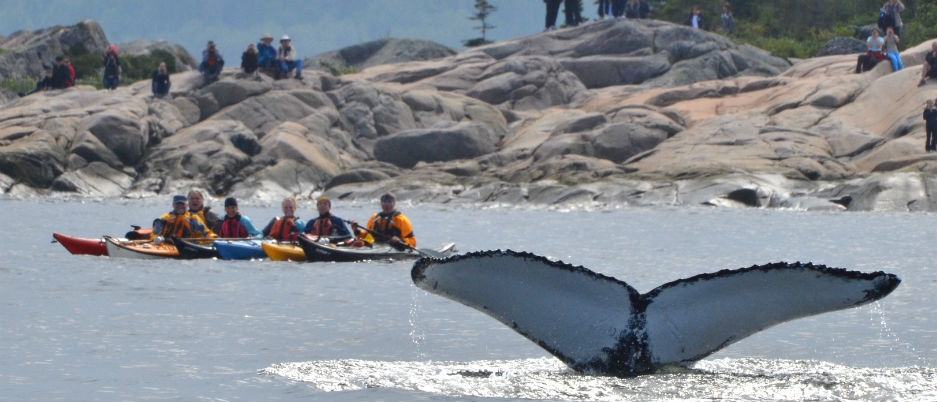 Whale watching in Côte-Nord - Photo Credit: Marc Loiselle /Tourisme Côte-Nord - Manicouagan Côte-Nord: Did You Know?