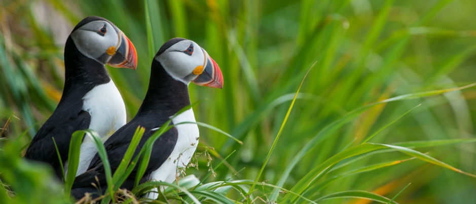 What Do You Know about Atlantic Puffins?