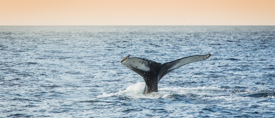 Trucs pour identifier les espèces de baleines