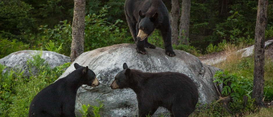Essipit, Côte-Nord - Photo Credit: Mathieu Dupuis Places to Visit to Learn More About Wildlife in Eastern Québec